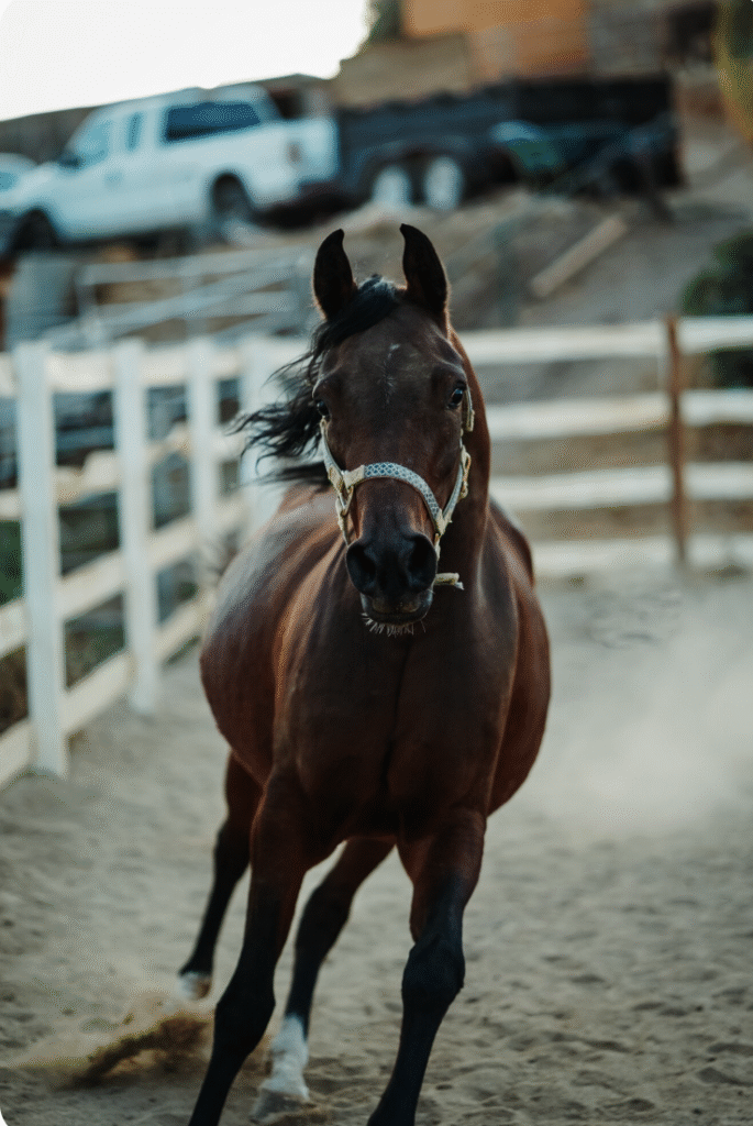 horse 01 fpo