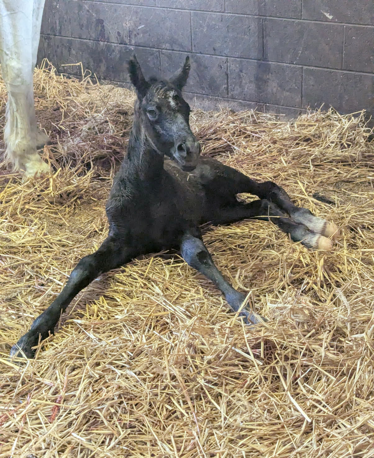 foal 2026 01