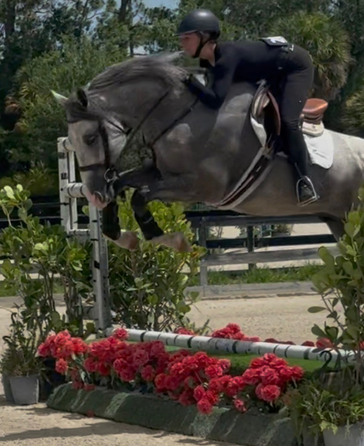 Horses In Competition